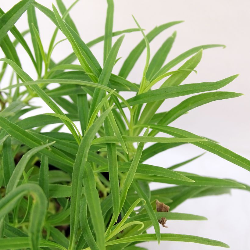 Penstemon hybrida Evelyn - Beardtongue (Foliage)