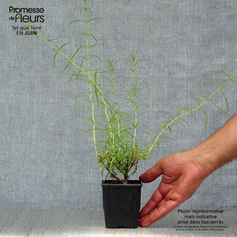 Penstemon hybrida Evelyn - Beardtongue 8/9 cm pot sample as delivered in summer