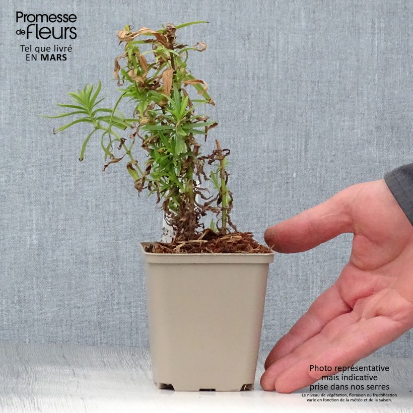 Penstemon Harlequin Magenta - Beardtongue 2L/3L pot sample as delivered in spring
