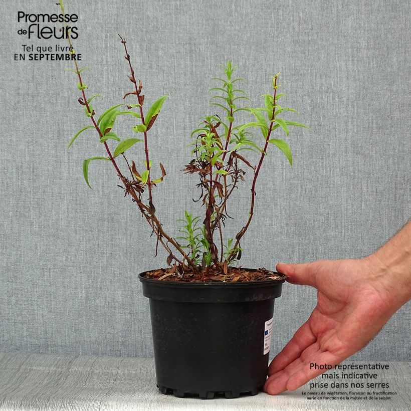 Penstemon hybrida Hewell Pink Bedder - Beardtongue 2L/3L pot sample as delivered in summer