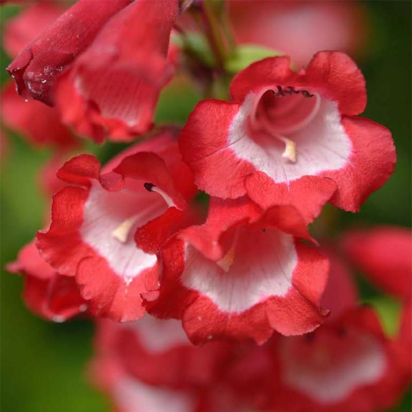 Penstemon hybrida Le Phare - Beardtongue (Flowering)