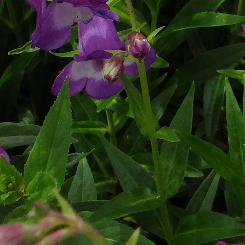 Penstemon hybrida Pensham Czar - Beardtongue (Foliage)