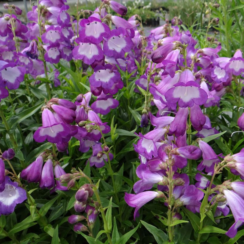 Penstemon hybrida Pensham Czar - Beardtongue (Flowering)