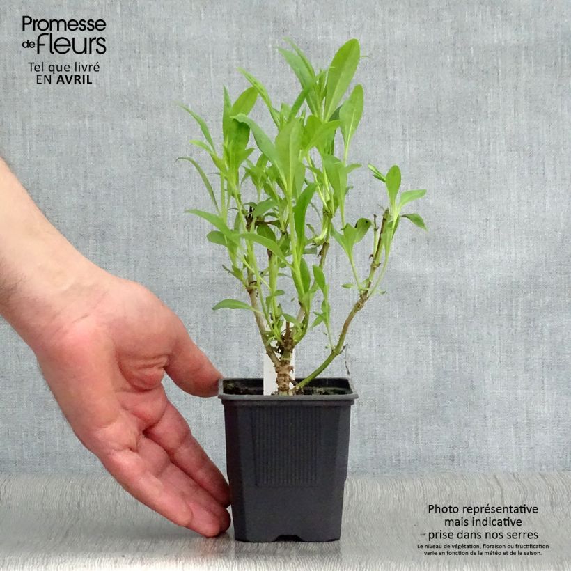 Penstemon hybrida Pensham Czar - Beardtongue sample as delivered in spring