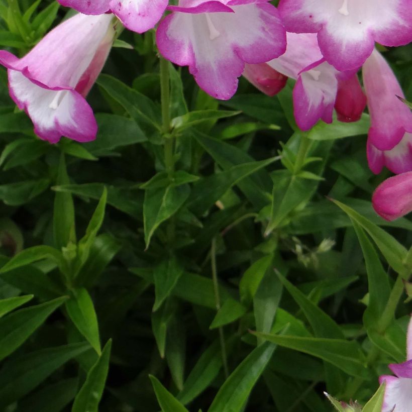 Penstemon hybrida Pensham Laura - Beardtongue (Foliage)