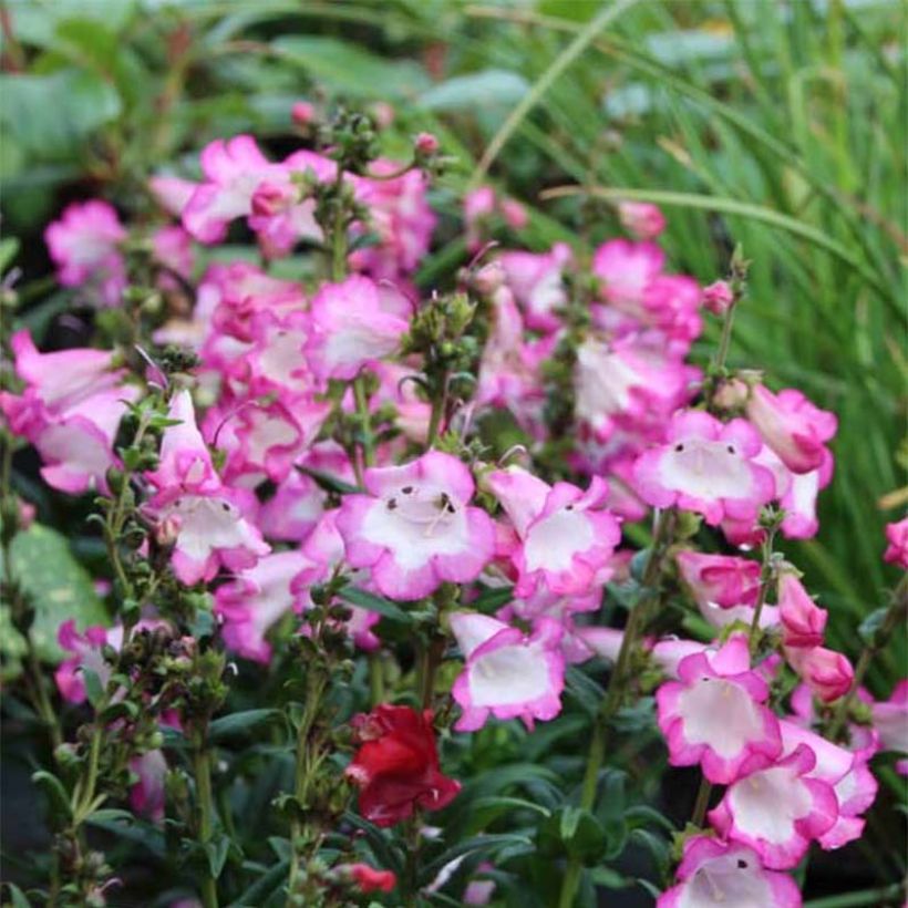 Penstemon hybrida Polaris Rose - Beardtongue (Flowering)