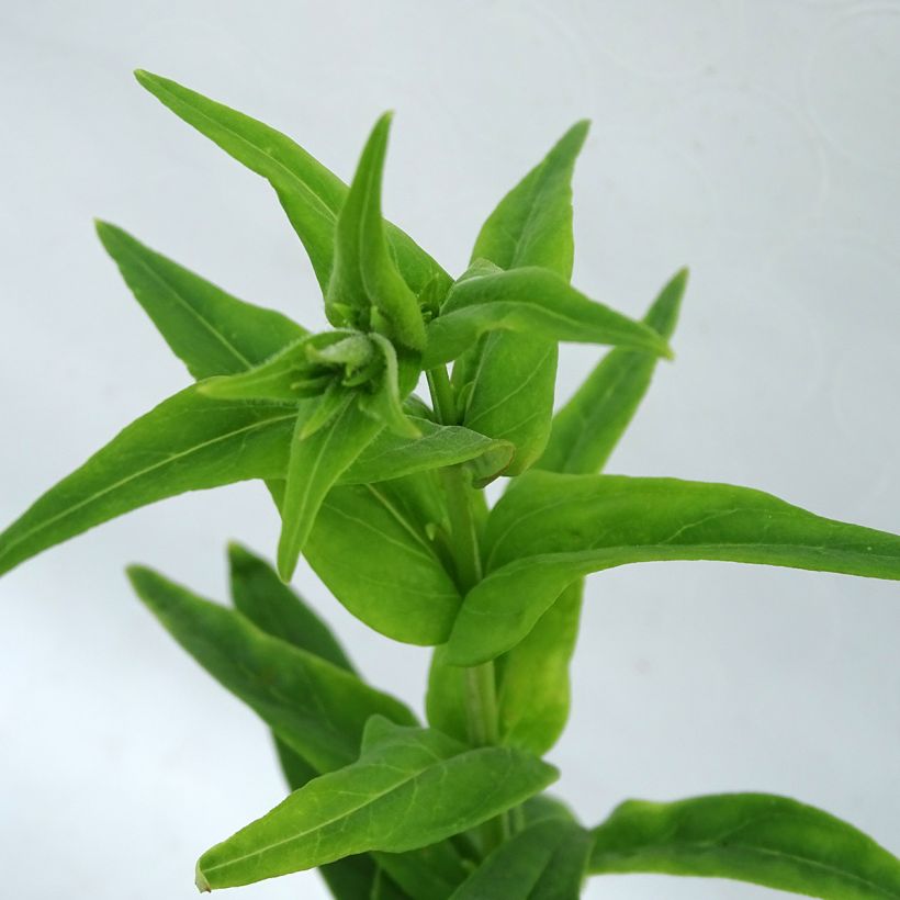 Penstemon hybrida Polaris Rose - Beardtongue (Foliage)