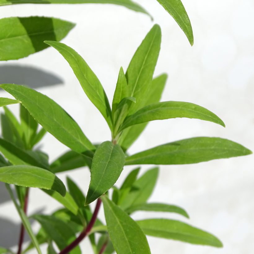 Penstemon hybrida Purple Passion - Beardtongue (Foliage)