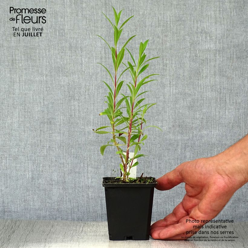 Penstemon hybrida Purple Passion - Beardtongue 8/9 cm pot sample as delivered in summer