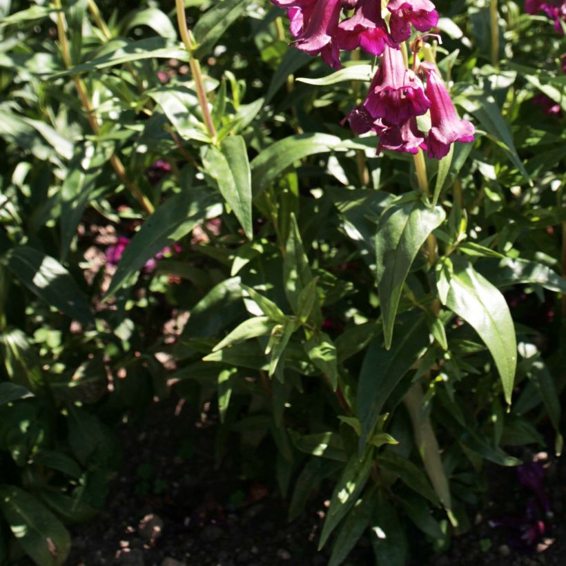 Penstemon hybrida Raven - Beardtongue (Foliage)