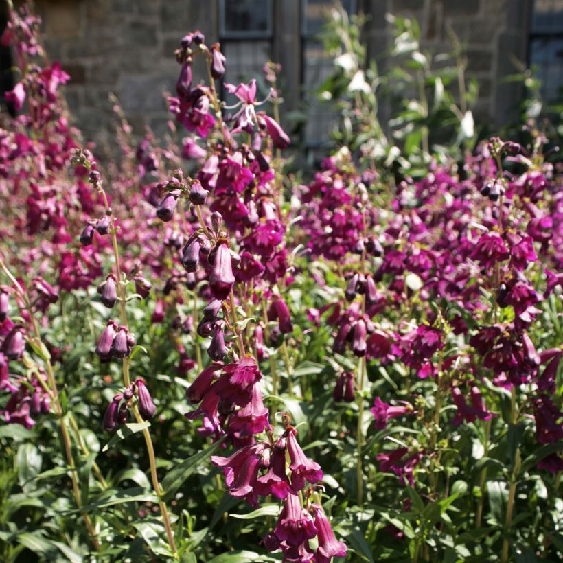 Penstemon hybrida Raven - Beardtongue (Flowering)