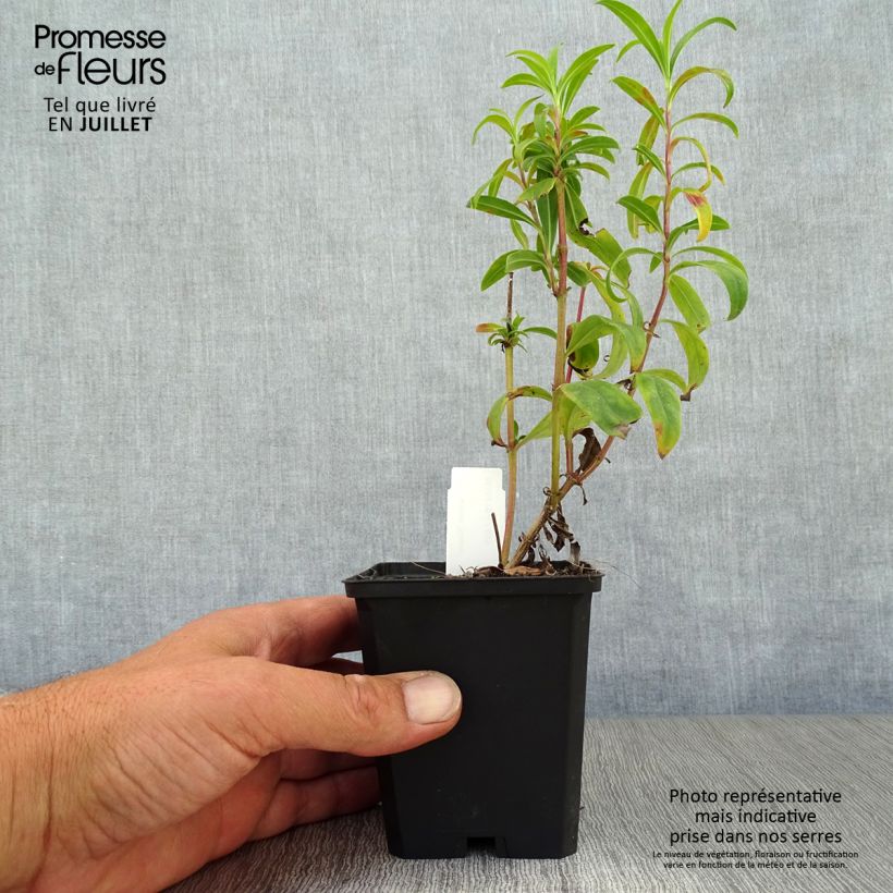 Penstemon hybrida Raven - Beardtongue 8/9 cm pot sample as delivered in summer