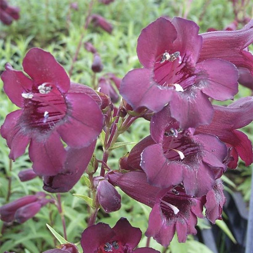 Penstemon hybrida Rich Rubyv (Flowering)