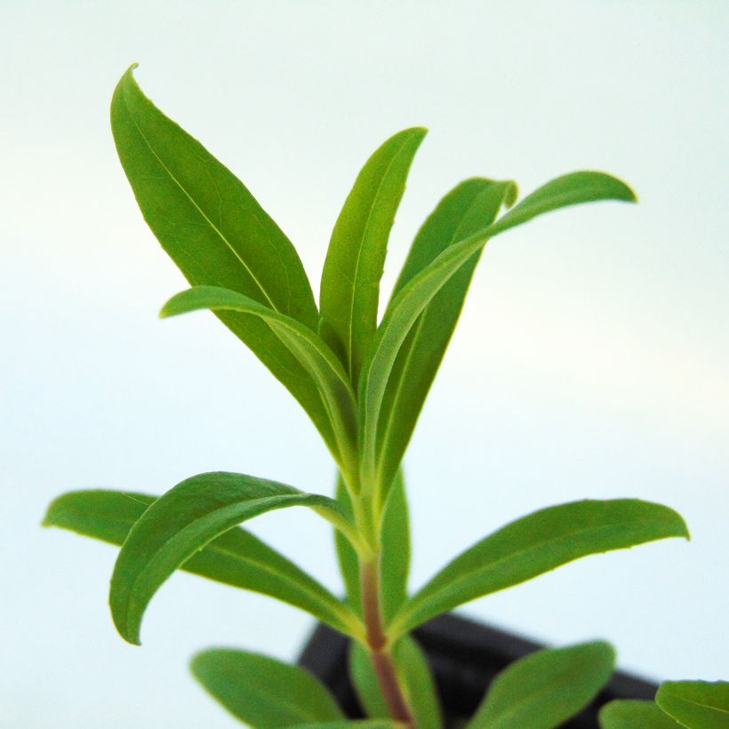 Penstemon hybrida Rich Rubyv (Foliage)
