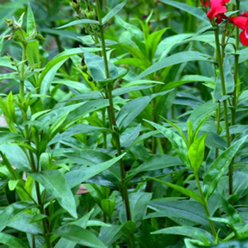 Penstemon Rubicundus - Beardtongue (Foliage)
