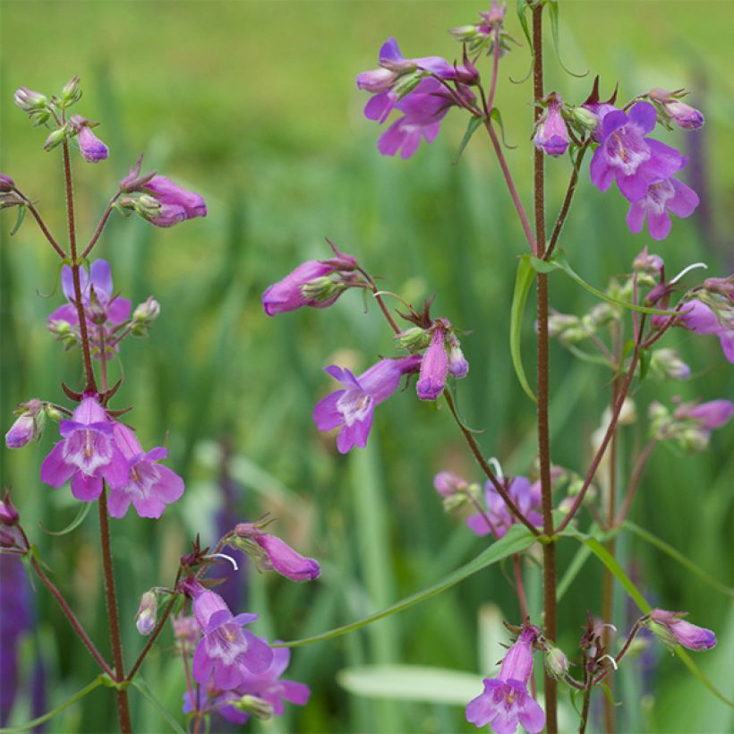 Penstemon Sour Grapes - Beardtongue (Flowering)