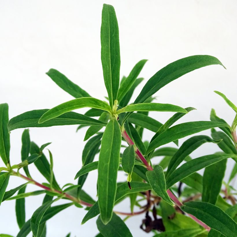 Penstemon heterophyllus Souvenir dAdrien Régnier - Beardtongue (Foliage)