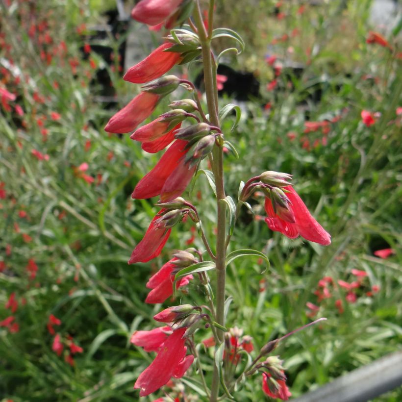 Penstemon barbatus Coccineus - Beardtongue (Flowering)