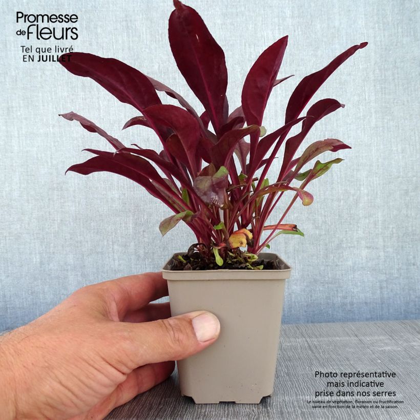 Penstemon digitalis Dakota Burgundy - Foxglove beardtongue 8/9 cm pot sample as delivered in summer