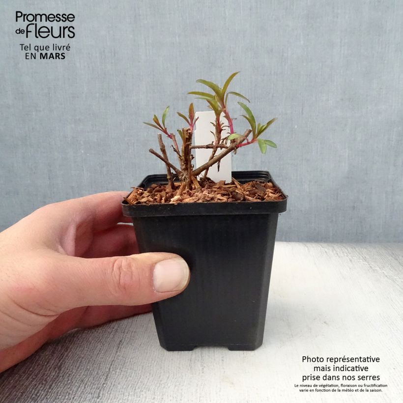 Penstemon glaber - Beardtongue 8/9 cm pot sample as delivered in spring