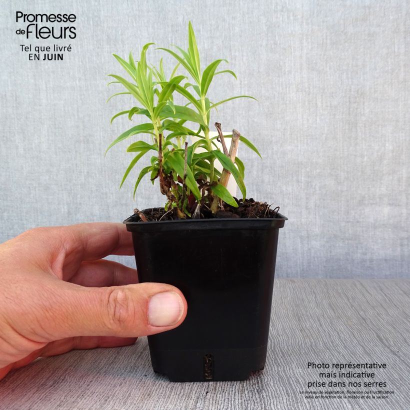 Penstemon Alice Hindley - Beardtongue 8/9 cm pot sample as delivered in summer