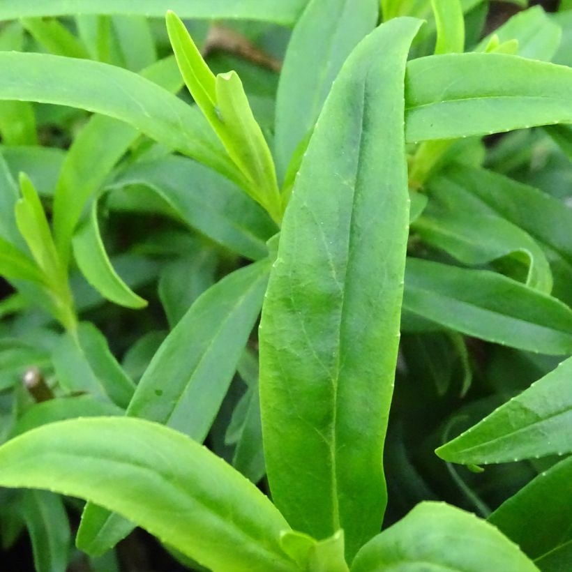 Penstemon Alice Hindley - Beardtongue (Foliage)