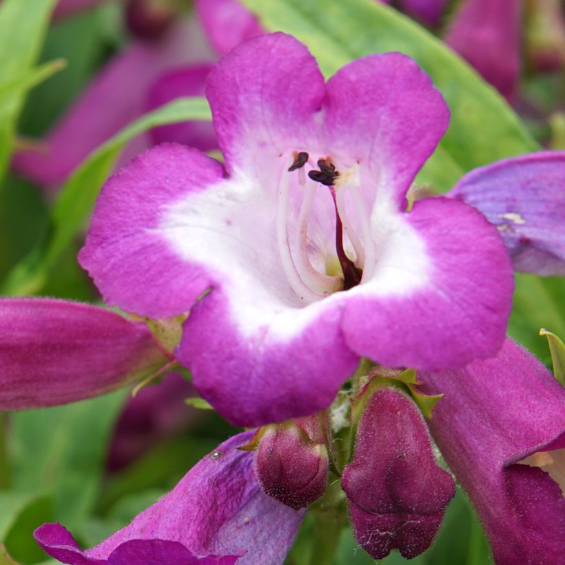 Penstemon Countess of Dalkeith - Beardtongue (Flowering)