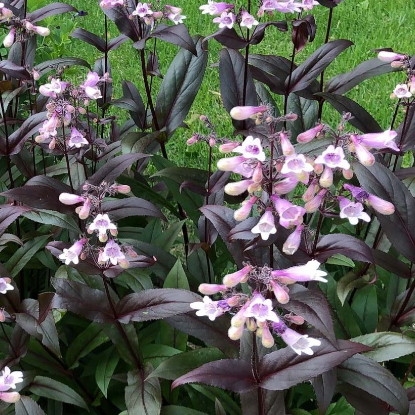 Penstemon digitalis Dark Towers - Foxglove beardtongue (Flowering)