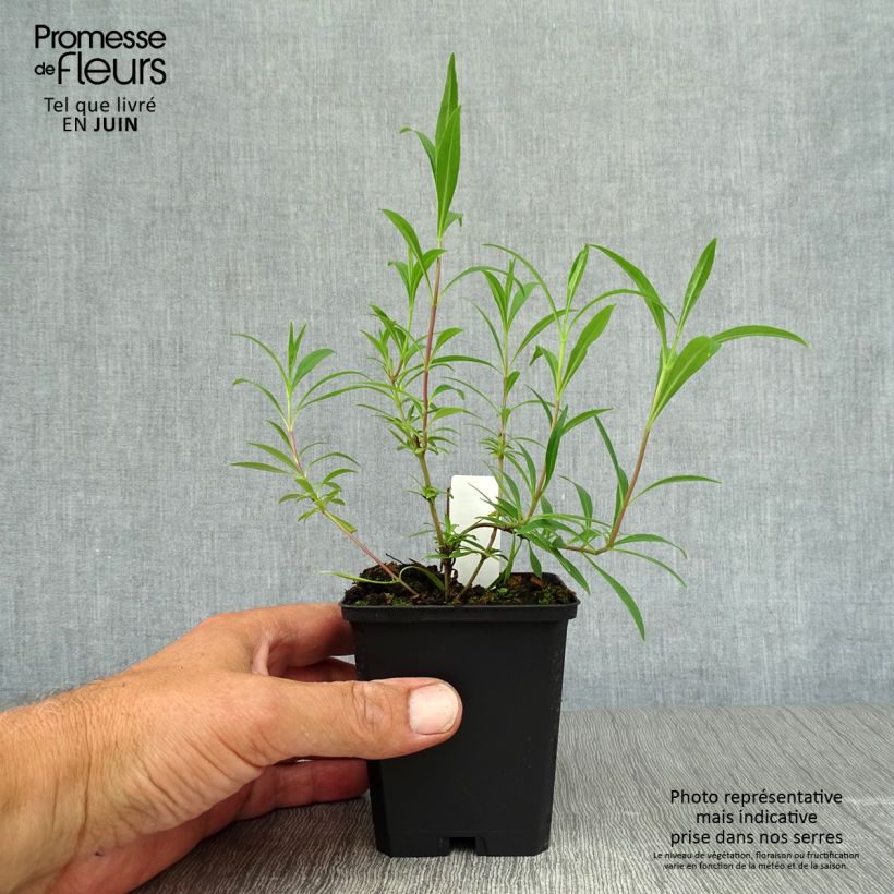 Penstemon campanulatus Garnet - Beardtongue 8/9 cm pot sample as delivered in summer