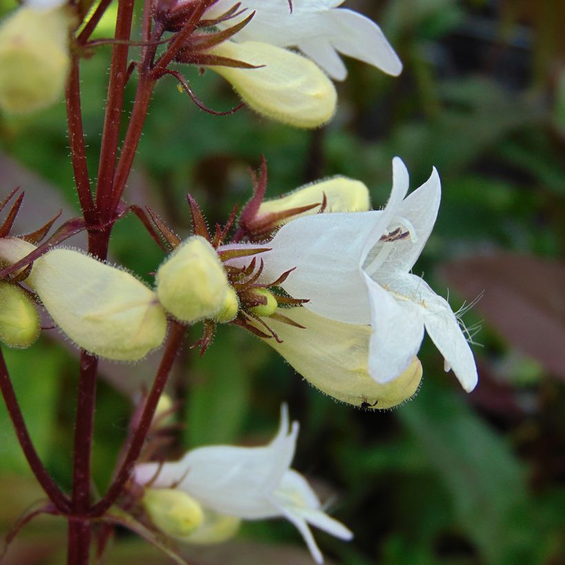 Penstemon digitalis Husker Red - Foxglove beardtongue (Flowering)