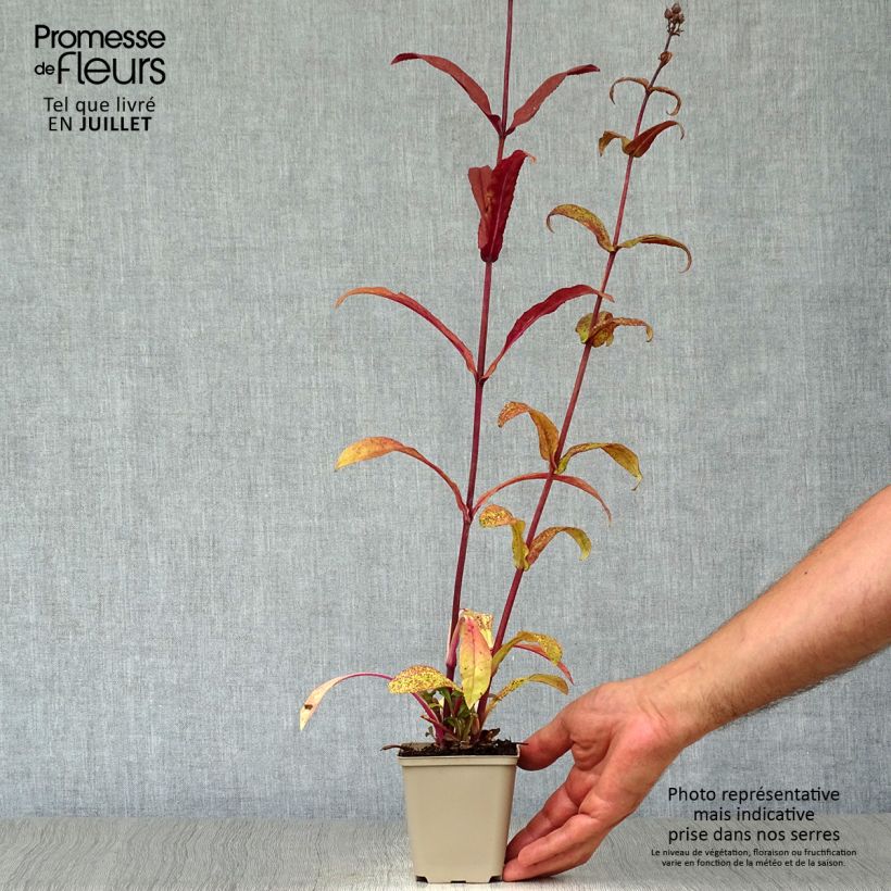 Penstemon digitalis Husker Red - Foxglove beardtongue 8/9 cm pot sample as delivered in summer