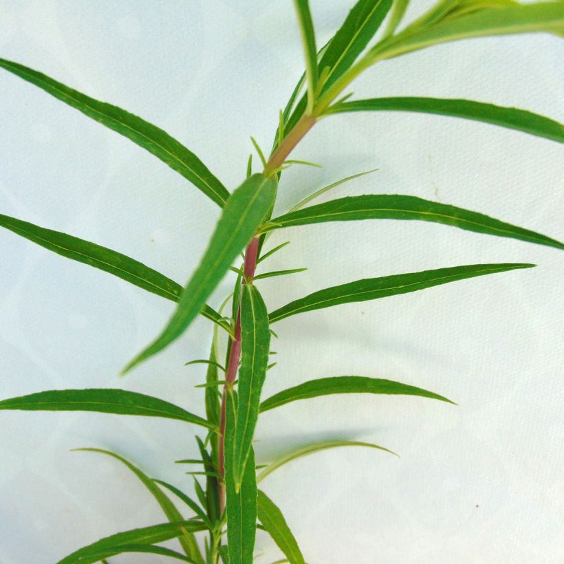 Penstemon Schoenholzeri - Beardtongue (Foliage)