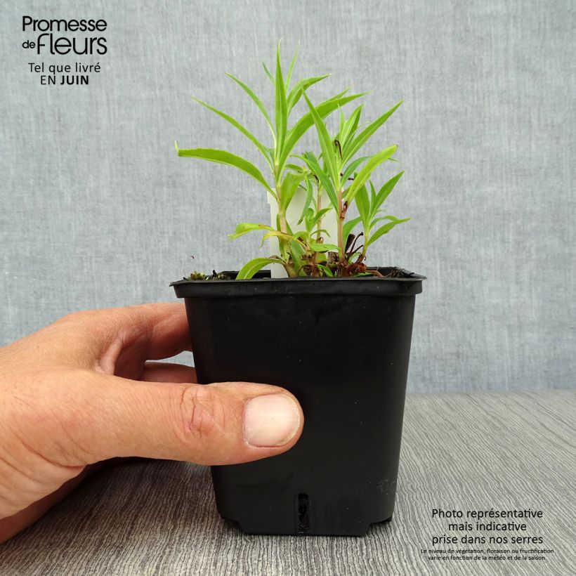 Penstemon Schoenholzeri - Beardtongue 8/9 cm pot sample as delivered in summer