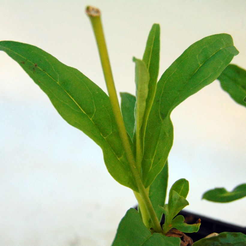 Penstemon White Bedder - Beardtongue (Foliage)