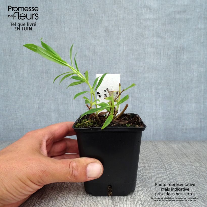 Penstemon White Bedder - Beardtongue 8/9 cm pot sample as delivered in summer