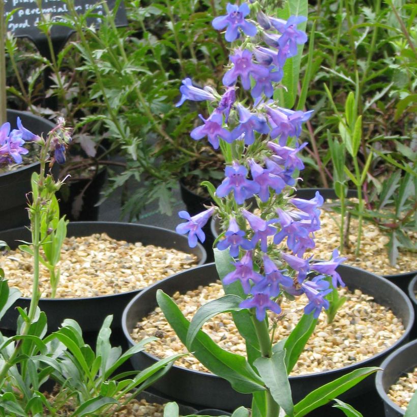 Penstemon mensarum - Beardtongue (Flowering)