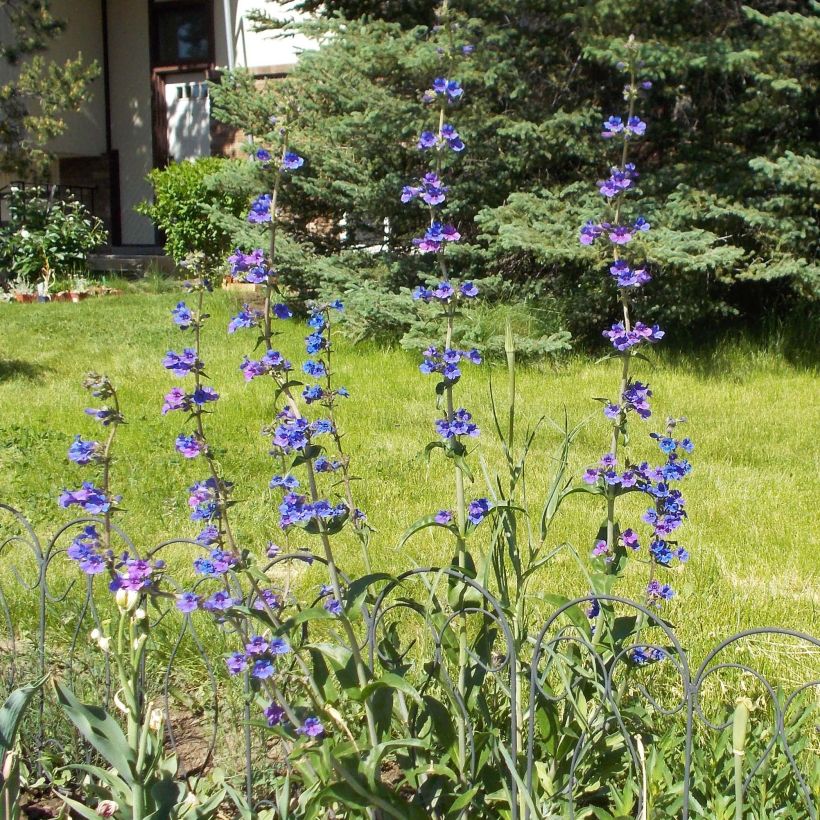 Penstemon mensarum - Beardtongue (Plant habit)