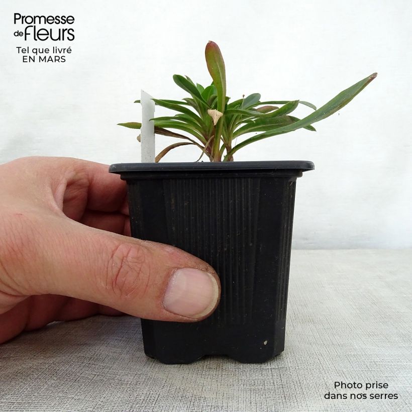Penstemon mensarum - Beardtongue 8/9 cm pot sample as delivered in spring