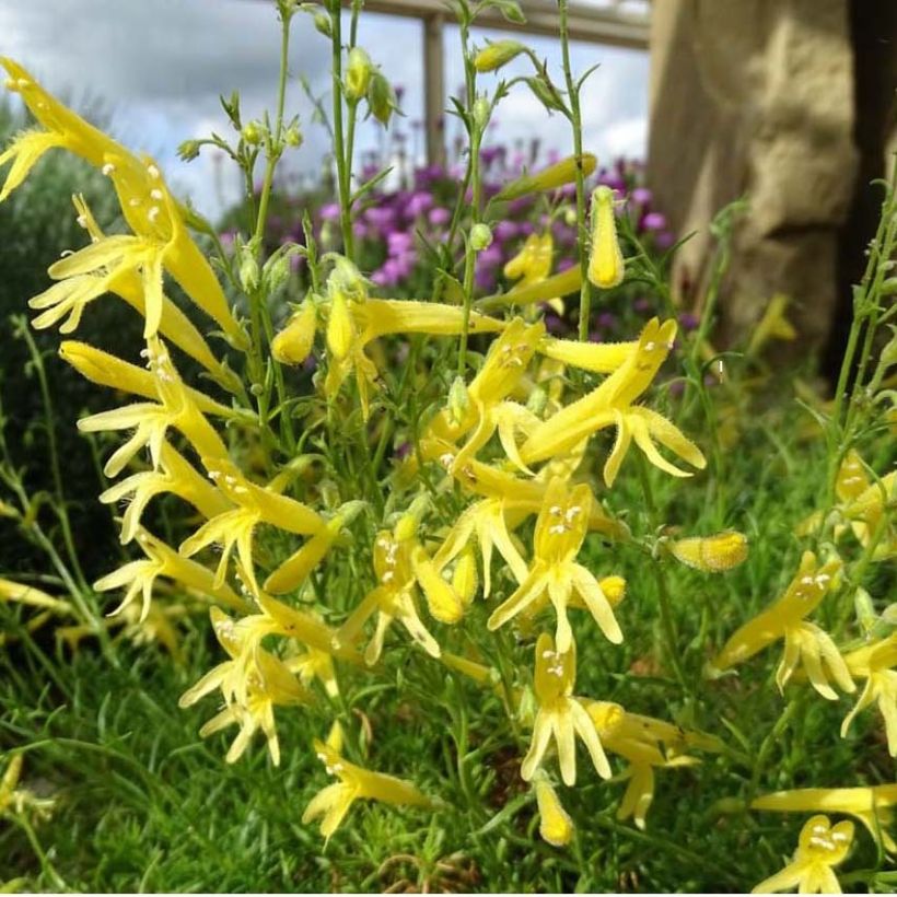 Penstemon pinifolius Mersea Yellow - Beardtongue (Flowering)