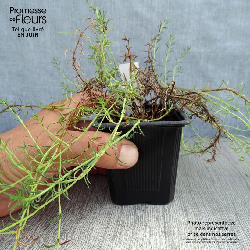 Penstemon pinifolius Mersea Yellow - Beardtongue 8/9 cm pot sample as delivered in summer