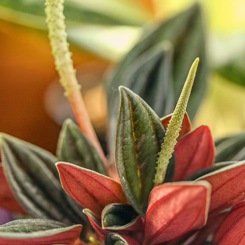 Peperomia caperata Eden Rosso - Radiator plant (Flowering)