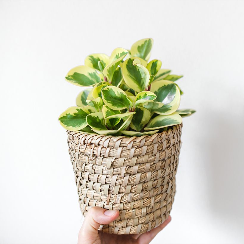 Peperomia obtusifolia USA - Baby rubber plant (Plant habit)
