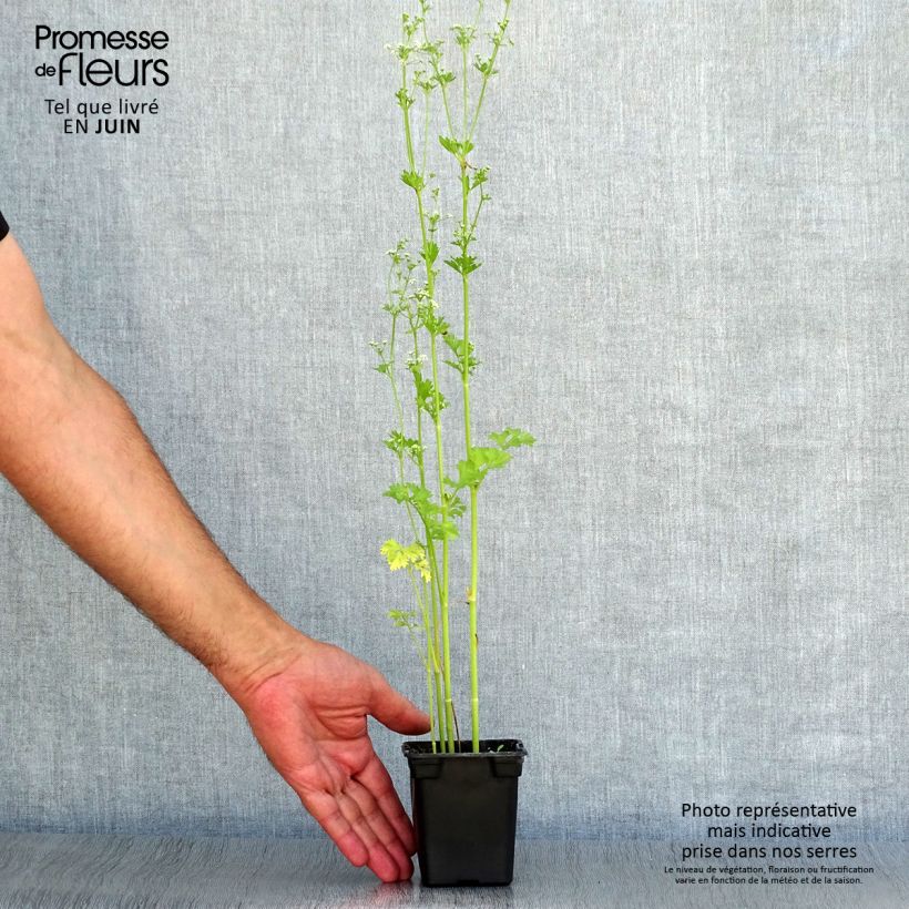 Organic Per-Cel - Parsley Celery 7/8 cm pot sample as delivered in summer