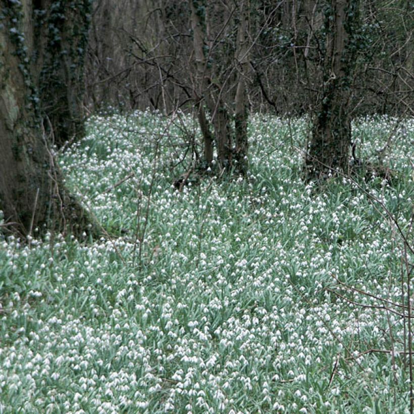 Galanthus elwesii  (Plant habit)