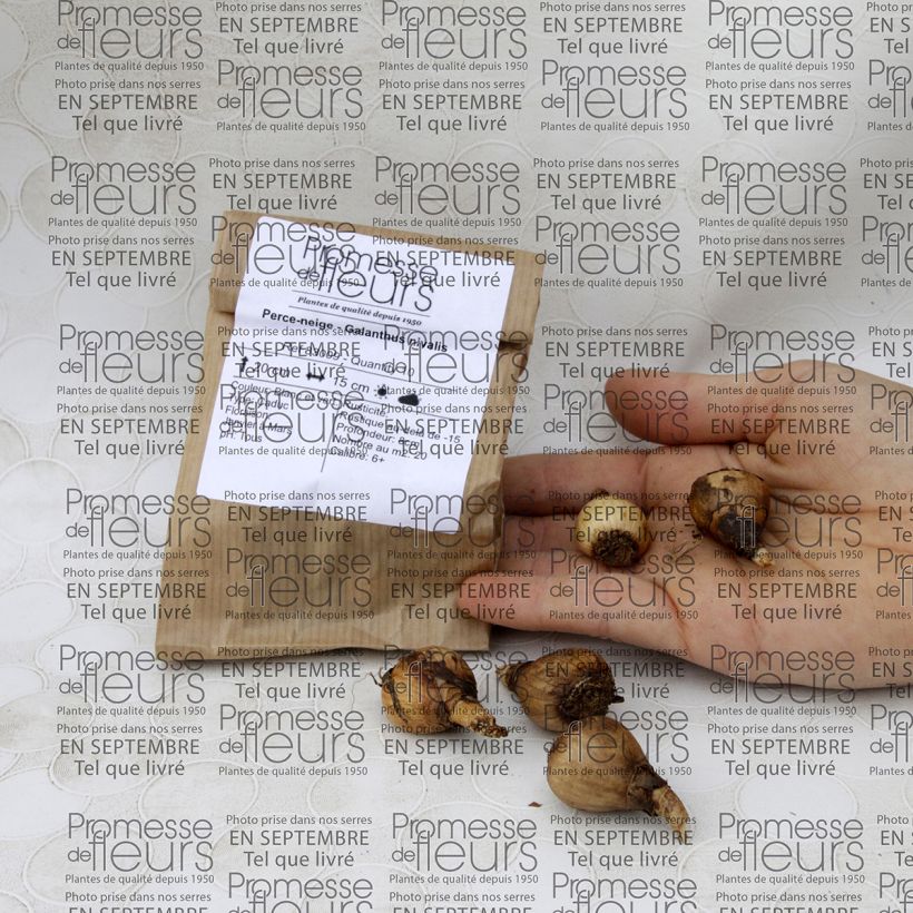 Example of Galanthus nivalis  Bulb size 5+ specimen as delivered