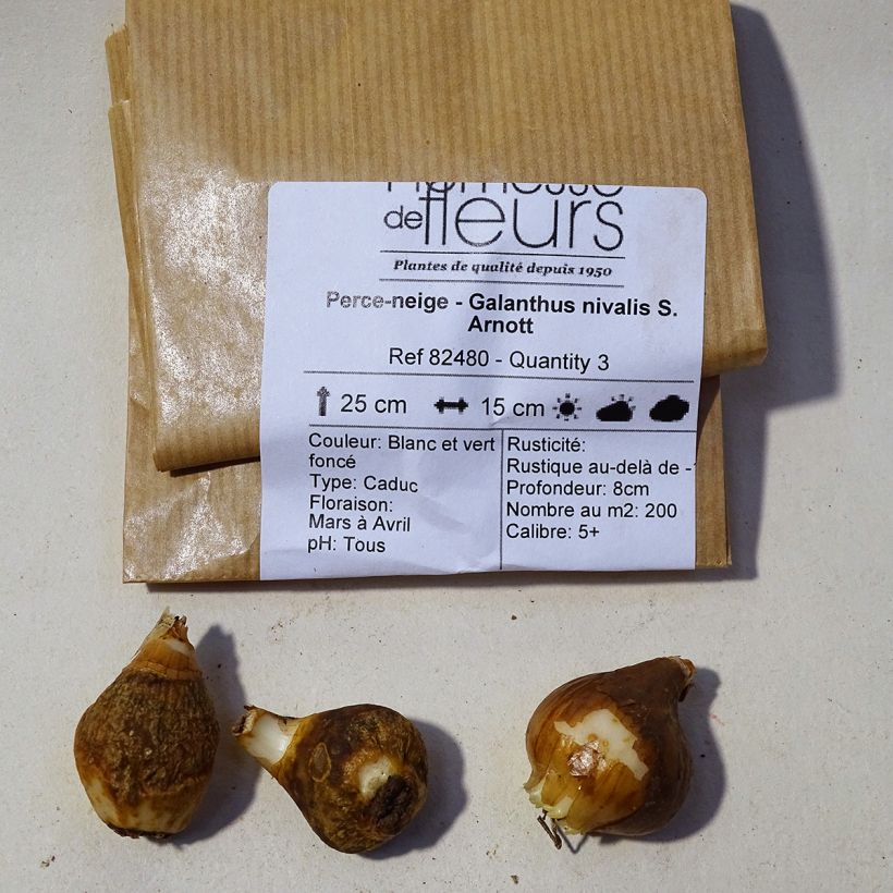 Example of Galanthus nivalis Sam Arnott Bulb size 5+ specimen as delivered