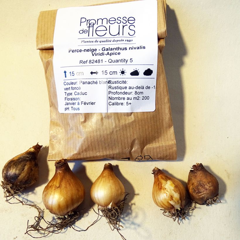 Example of Galanthus nivalis Viridapice Bulb size 5+ specimen as delivered