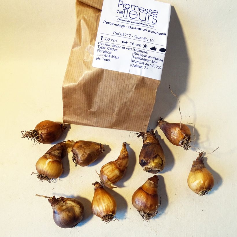 Example of Galanthus woronowii  Bulb size 7+ specimen as delivered