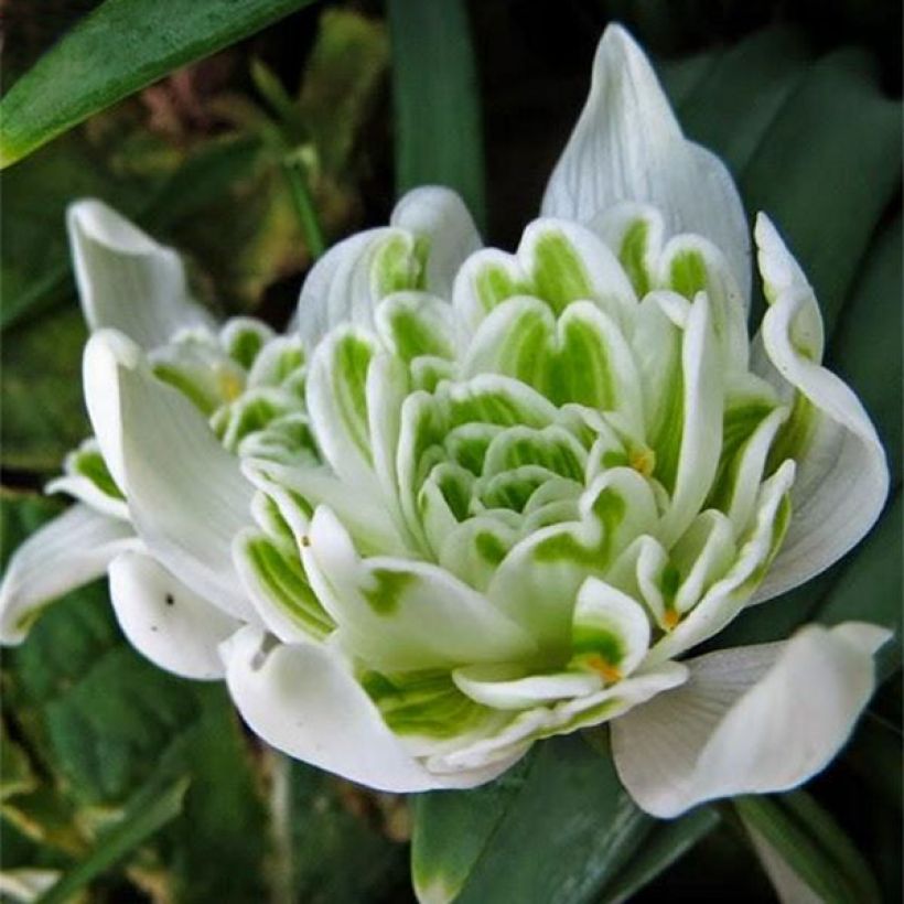 Galanthus nivalis f. pleniflorus Flore Pleno (Flowering)