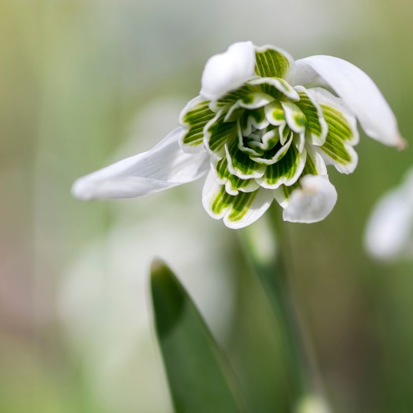 Galanthus nivalis f. pleniflorus Dionysus (Flowering)